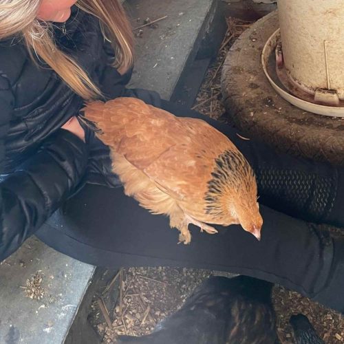 therapiehuhn bei der arbeit mit kind