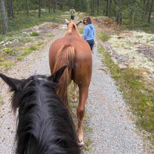 ausflug mit den pferden in wald und natur