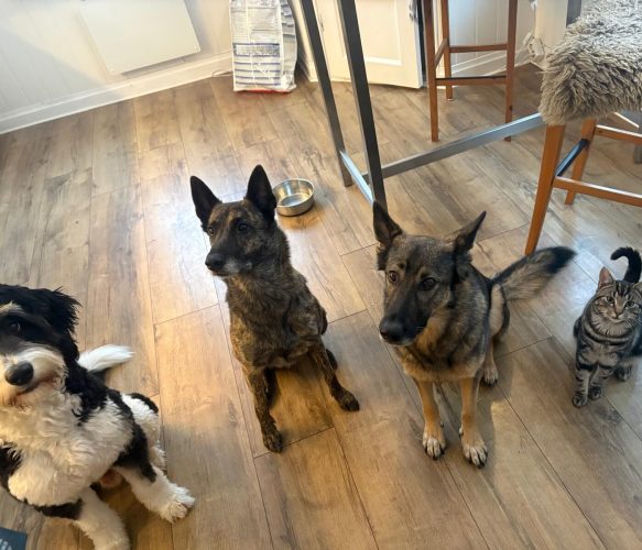 hunde und katze warten auf futter