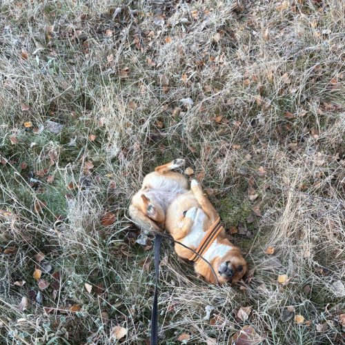 hund rollt sich glücklich im gras