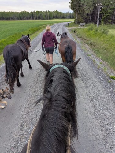 abenteuer mit den tieren reitends auf pferd
